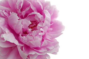 Peony flower. Delicate pink peony isolated on white background.