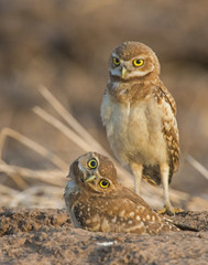 Burrowing Owl with head turn
