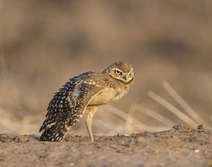 Burrowing Owl stretching his wing
