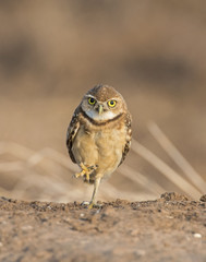 Burrowing Owl 