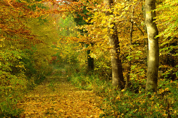 Obraz premium Waldweg im Herbst