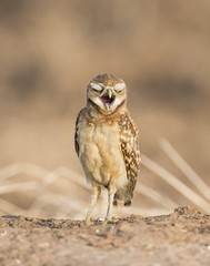 Burrowing Owl yawning