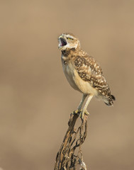 Burrowing Owl on a perch while yawning