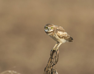 Burrowing Owl