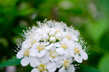 Beautiful white macro flowers
