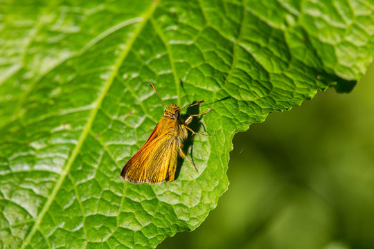 Small nice orange butterfly on green leaf
