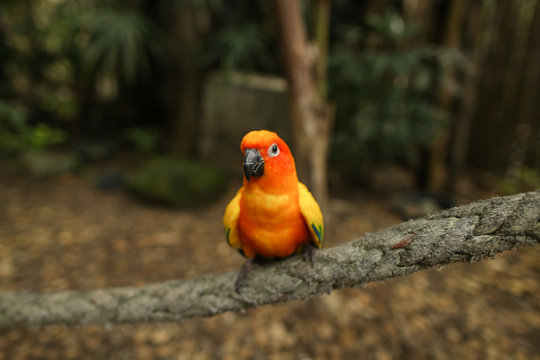 Close up big orange parrot sitting on branch in forest. Concept of wild nature and birds in Thailend.