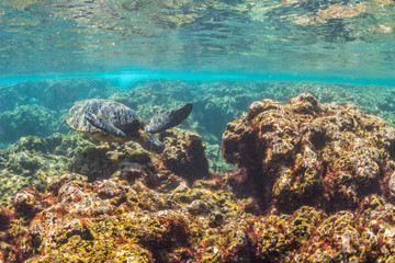 Naklejka na ściany i meble Sea Turtle swimming over the Reef