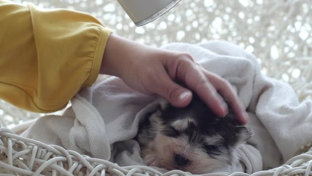 Owner is grooming the fur of Siberian husky puppy after shower with hair dryer 