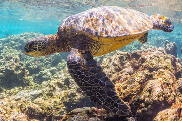 Fototapeta premium Sea Turtle swimming over the Reef