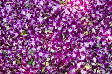 beautiful orchid flowers in garden