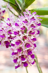 beautiful orchid flowers in garden