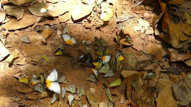 Butterflies in forest,slow motion