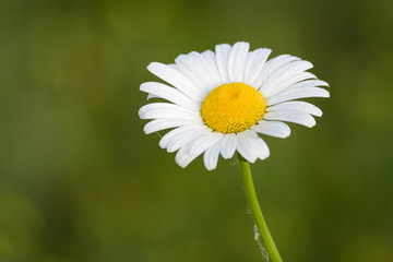 Fototapeta premium Camomile in front of grass