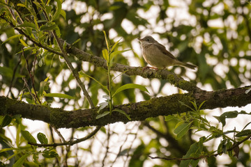 European blackcap sitting in a tree