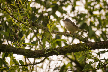 European blackcap sitting in a tree