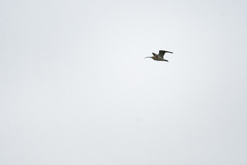 Eurasian curlew flying in front of a clear sky