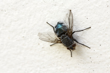 Fly on the wall. / Close up of insect sitting on white background
