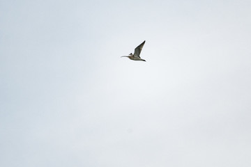 Eurasian curlew flying in front of a clear sky