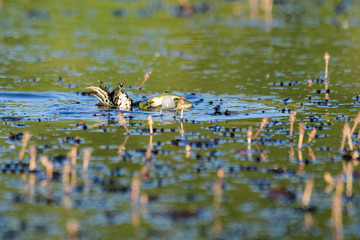 European brown frog in a lake