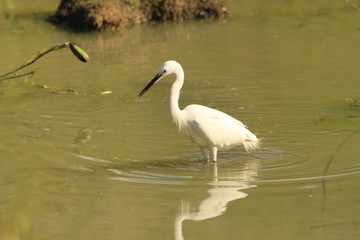 Lonely egret