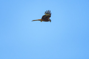 Red kite flying in front of a clear sky