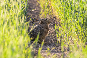 European brown hare sitting in tire tracks in a field