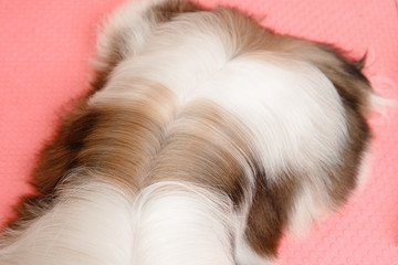 Woman groomer combing dog Shih tzu with wool comb, concept moulting, spring, washing hair