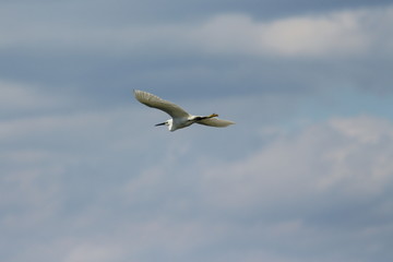 Lonely egret