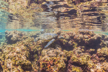Sea Turtle swimming over the Reef