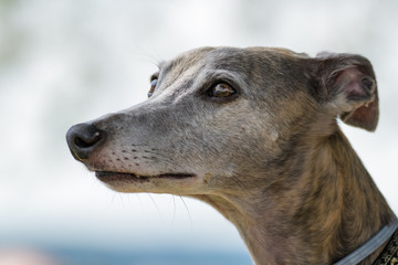 Fototapeta premium Closeup portrait of a whippet