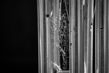 black and white spider web