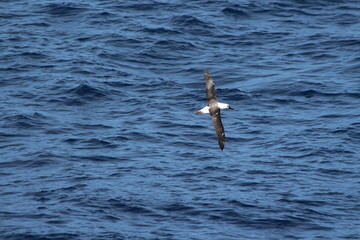 Fototapeta na wymiar albatros in Indian ocean