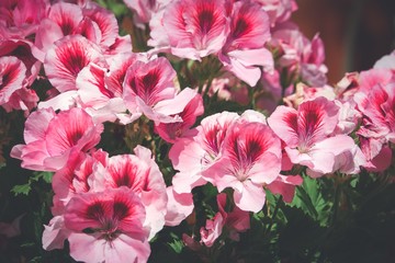 martha washington geraniums