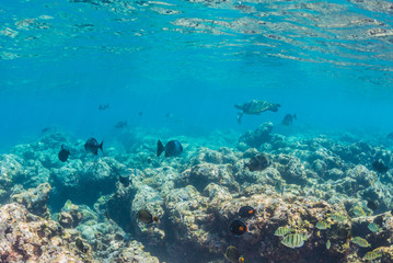 Fototapeta na wymiar Sea Turtle swimming over the reef