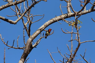 A Barbet in South Africa