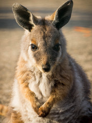 A baby kangaroo poses and looking at the camera.