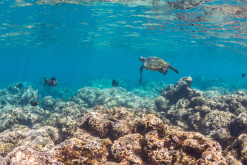 Fototapeta na wymiar Sea Turtle swimming over the reef