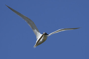 Sandwich tern (Thalasseus sandvicensis)