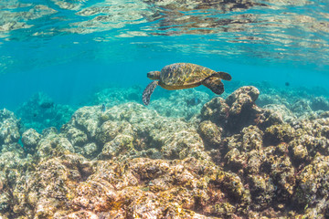Sea Turtle swimming over the reef