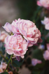 Pink bush rosses in Bloom in Garden. A semidouble flowers held in large bunches. Summer Day.