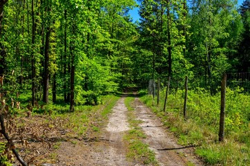 Obraz premium Spring forest landscape. A road among green trees.