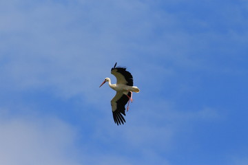 A Stork in France