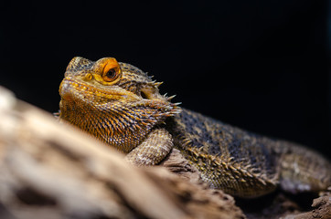 Bearded Dragon -pogona vitticeps