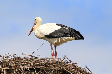 A Stork in France
