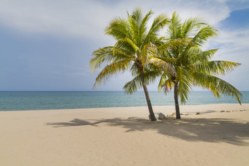 Fototapeta na wymiar Coconut tree at the beach.