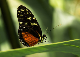 Obraz na płótnie Canvas Butterfly Golden Helicon on a leaf