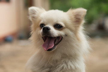 Happy dog having fun