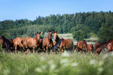 Fototapeta na wymiar Herd of horses on the pasture.