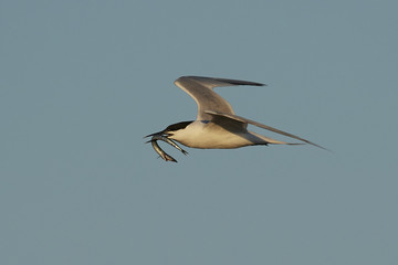 Sandwich tern (Thalasseus sandvicensis)